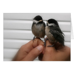 Chickadees capsulados negro