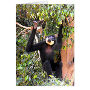 Chico Buff cheeeeeus gibbon