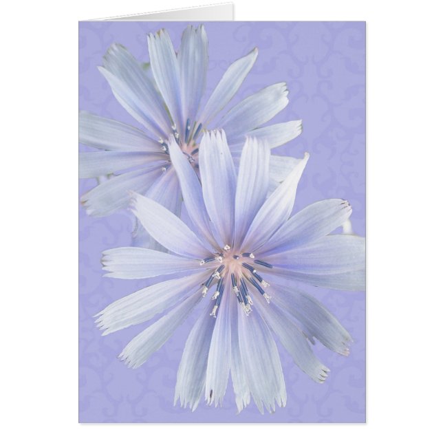 Chicory - Cornflower (Frente)