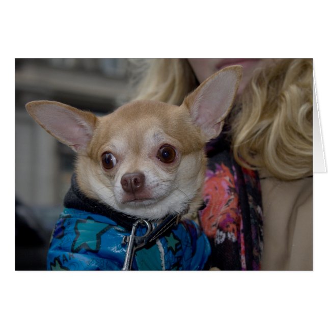 Chihuahua (Anverso (Horizontal))