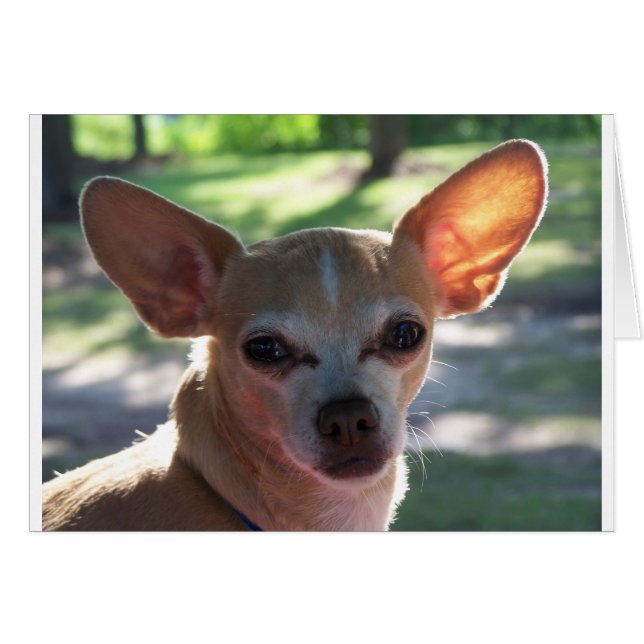 chihuahua (Anverso (Horizontal))