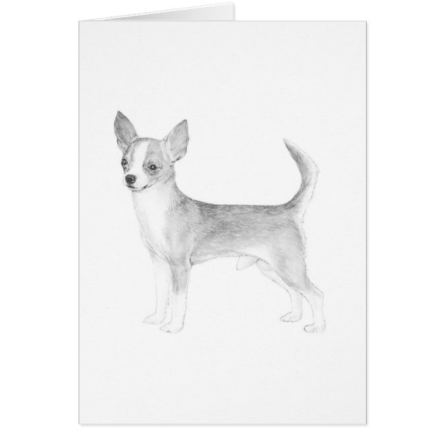 Chihuahua (Frente)