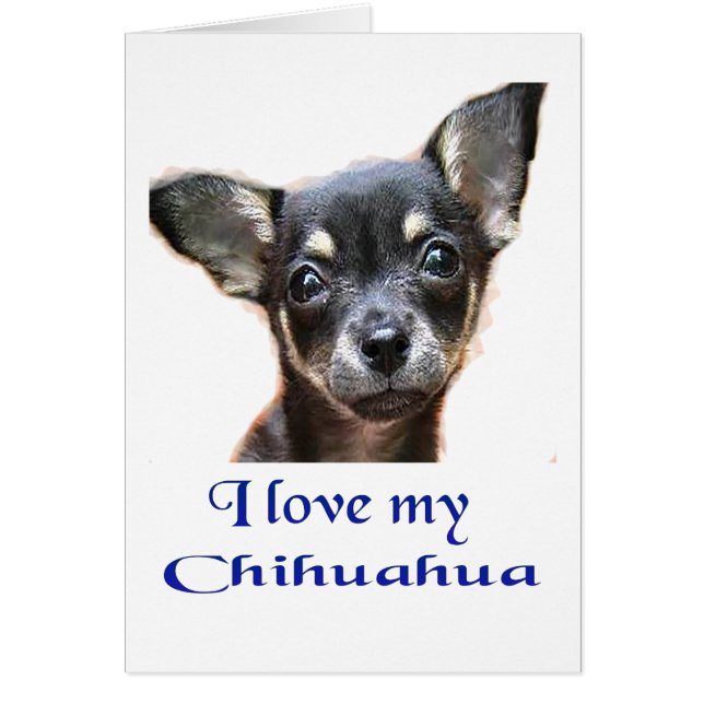 chihuahua (Frente)