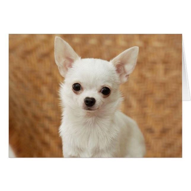 Chihuahua blanca (Anverso (Horizontal))