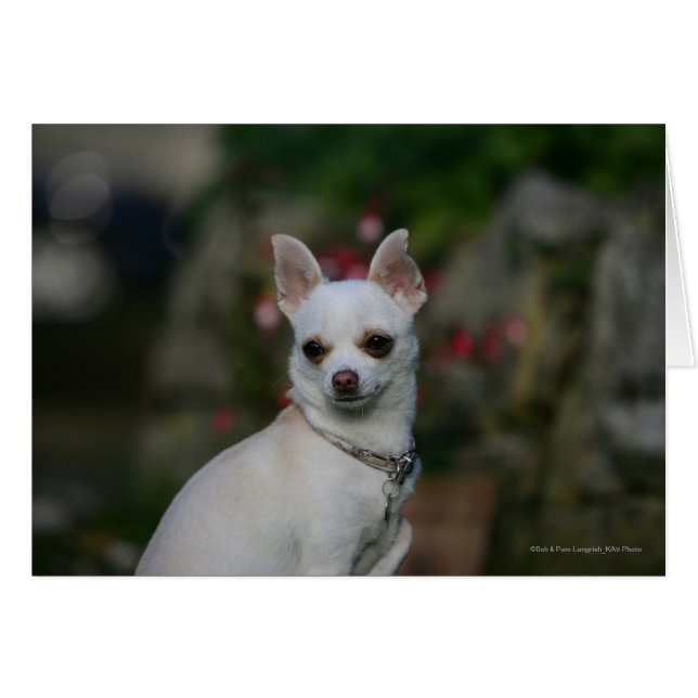 Chihuahua blanca (Anverso (Horizontal))