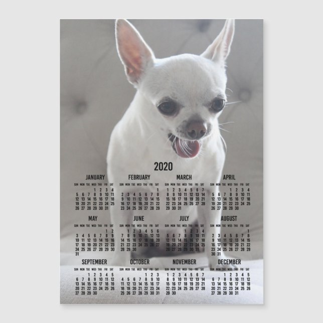 Chihuahua Calendar 2020 Magnetic Photo Card 5x7 (Anverso)