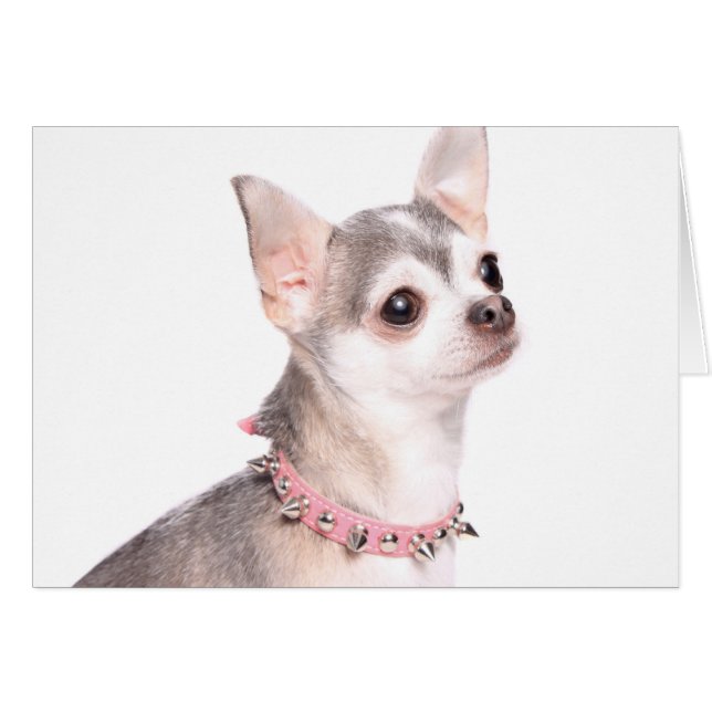 chihuahua con collar de clavos rosados (Anverso (Horizontal))