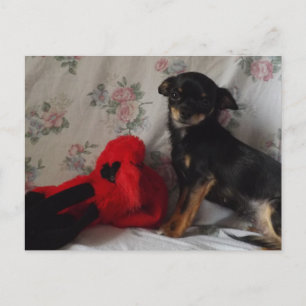 chihuahua con su tarjeta postal de juguete