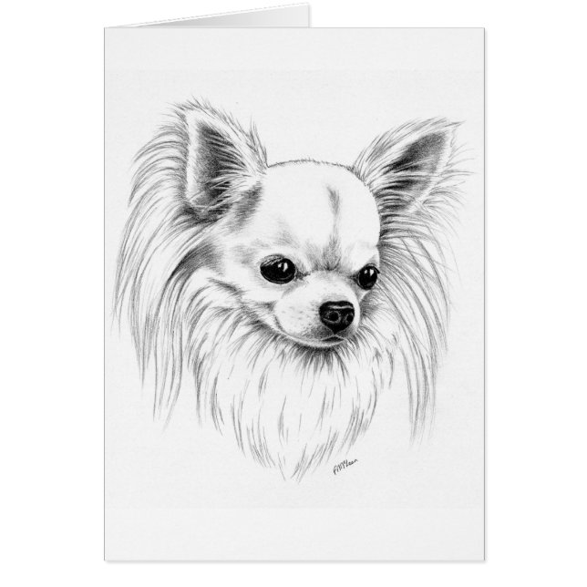 Chihuahua de Longcoat (Frente)