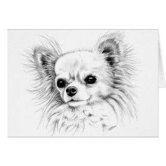 Chihuahua de Longcoat