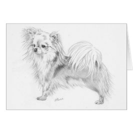 Chihuahua de Longcoat - colocándose