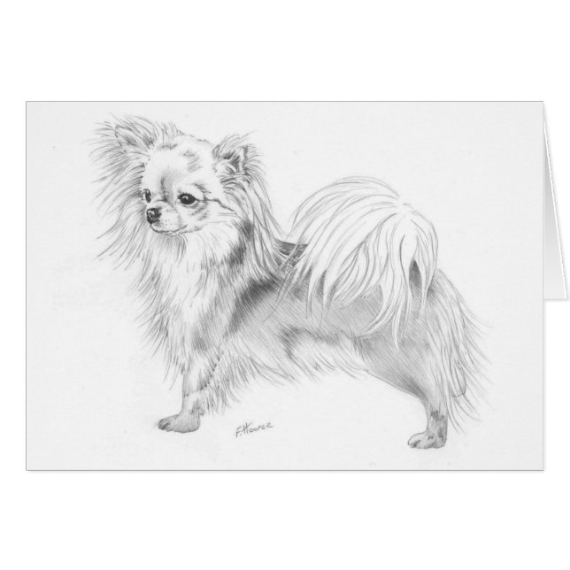 Chihuahua de Longcoat - colocándose (Anverso (Horizontal))