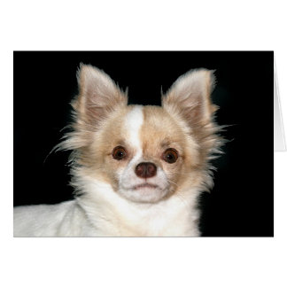 Chihuahua de pelo largo