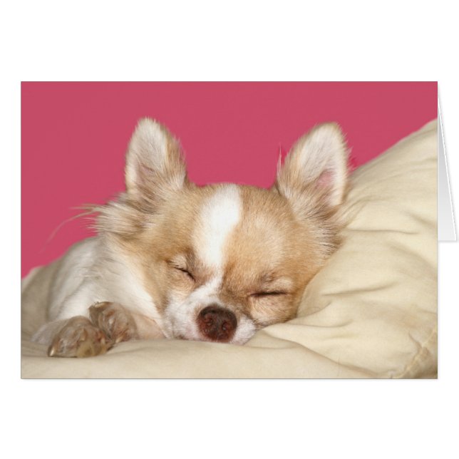 Chihuahua de pelo largo (Anverso (Horizontal))