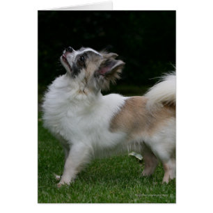 Chihuahua de pelo largo que mira la cámara