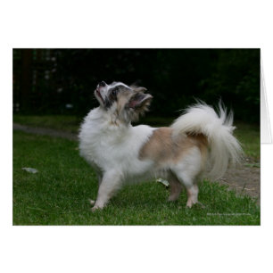 Chihuahua de pelo largo que mira la cámara