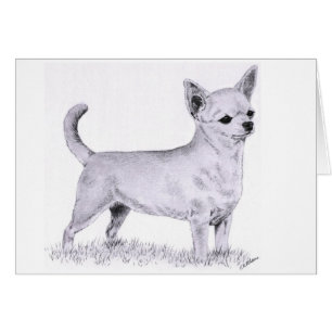 Chihuahua de Smoothcoat - colocándose