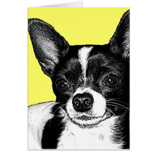 Chihuahua del fiesta