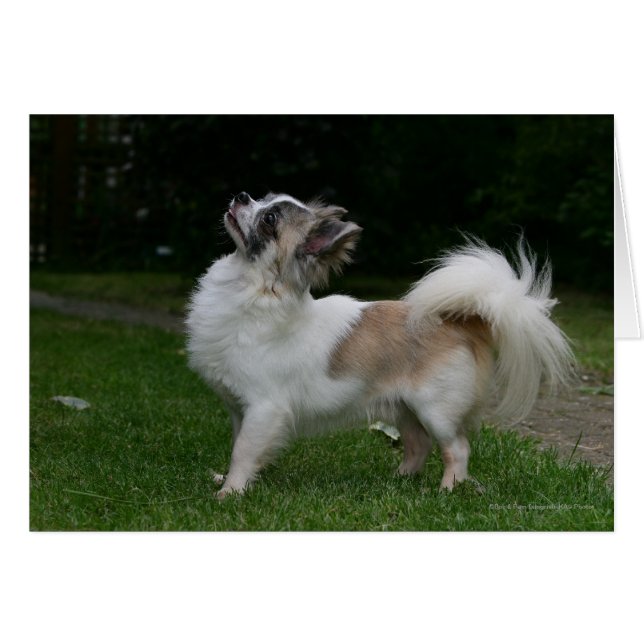 Chihuahua desde hace mucho tiempo mira la cámara (Anverso (Horizontal))