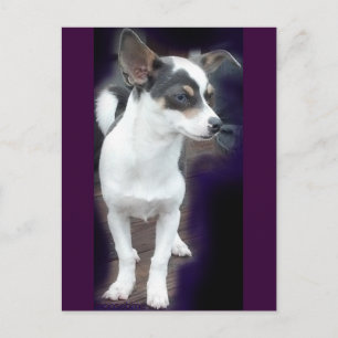 Chihuahua Dex postal