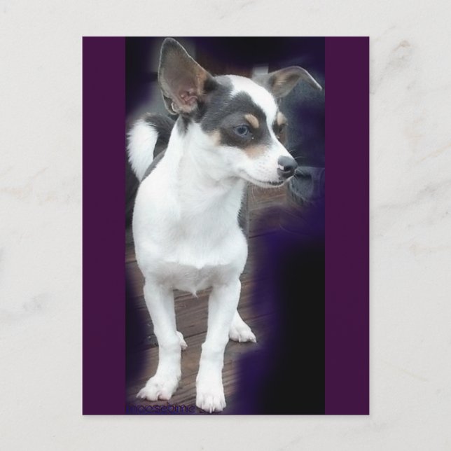 Chihuahua Dex postal (Anverso)