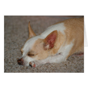 Chihuahua el dormir