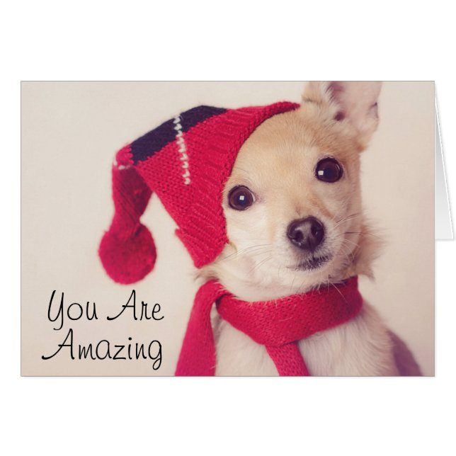 Chihuahua En El Cap De Invierno (Anverso (Horizontal))