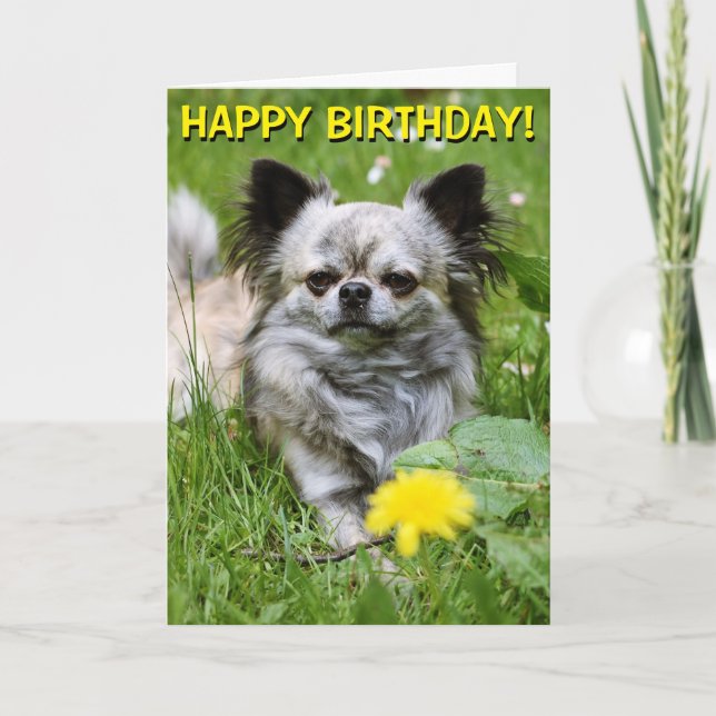 Chihuahua en flor tarjeta de cumpleaños (Anverso)