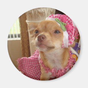chihuahua en imán rosado