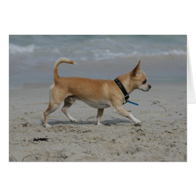 Chihuahua en la playa (Anverso (Horizontal))