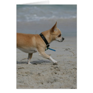 Chihuahua en la playa