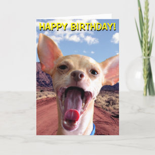 Chihuahua en tarjeta de cumpleaños del desierto