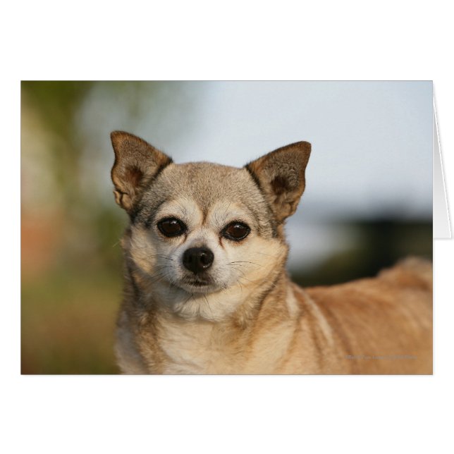 Chihuahua Headshot (Anverso (Horizontal))