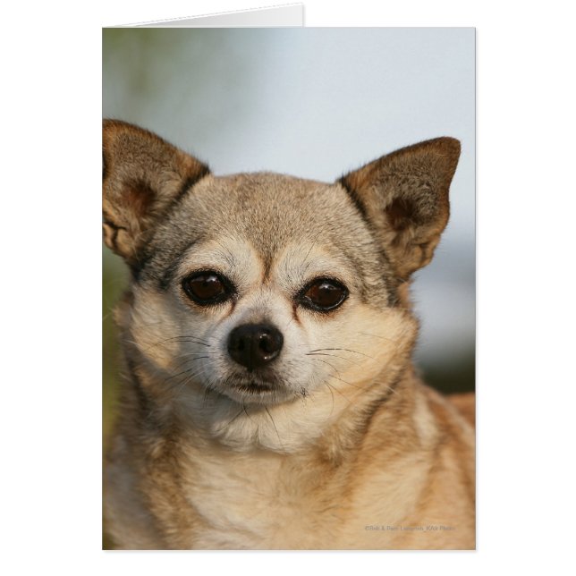 Chihuahua Headshot (Frente)
