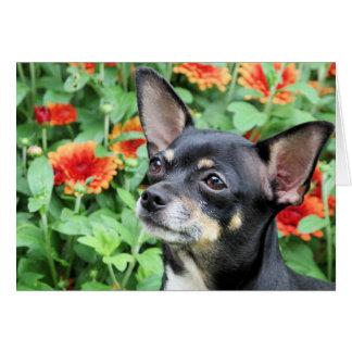 Chihuahua - Isabel - foto 41