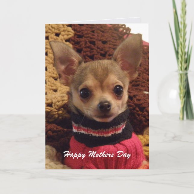 Chihuahua linda: Tarjeta del Día de la Madre (Anverso)