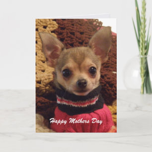 Chihuahua linda: Tarjeta del Día de la Madre