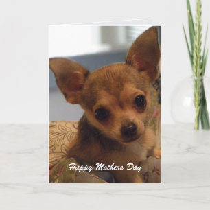 Chihuahua linda: Tarjeta del Día de la Madre