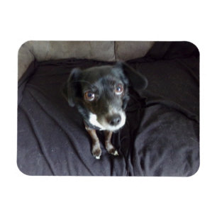 Chihuahua mira tu imán flexible