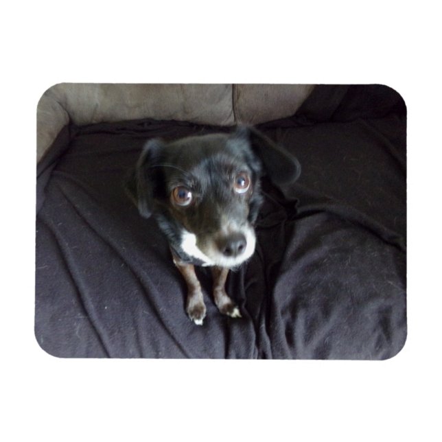 Chihuahua mira tu imán flexible (Horizontal)