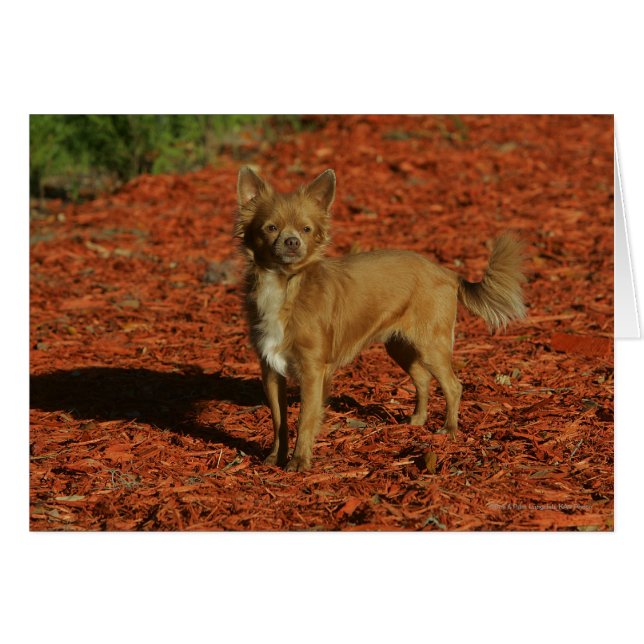 Chihuahua mirando la cámara (Anverso (Horizontal))