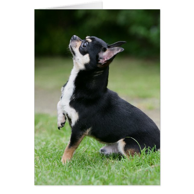 Chihuahua negro y crema (Frente)