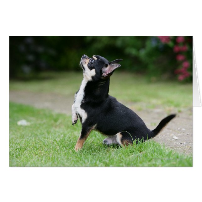 Chihuahua negro y crema (Anverso (Horizontal))