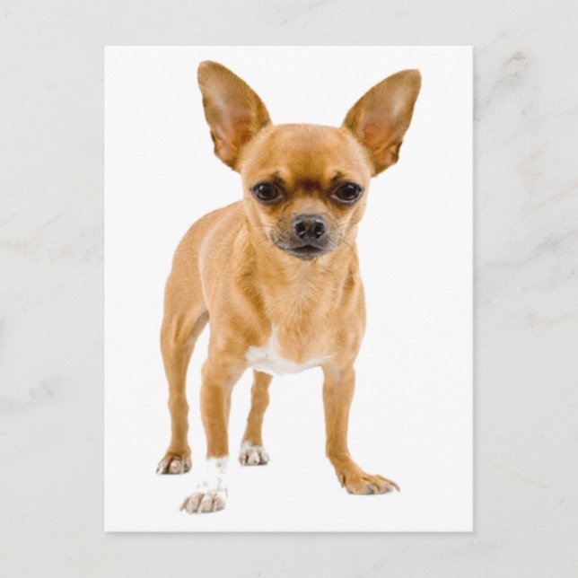 Chihuahua Perro en blanco grito tarjeta postal de  (Anverso)