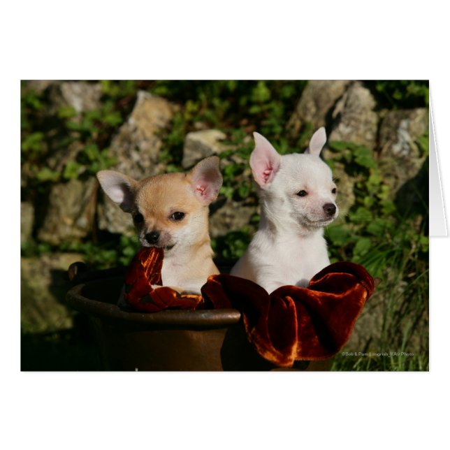 Chihuahua Puppies (Anverso (Horizontal))