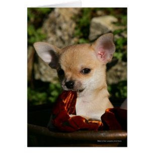 Chihuahua Puppies