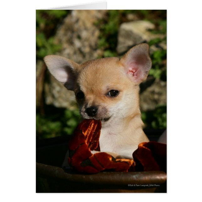 Chihuahua Puppies (Frente)