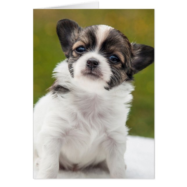 Chihuahua Puppy (Frente)