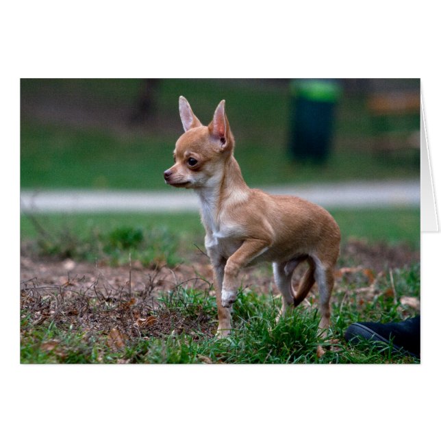 Chihuahua Puppy (Anverso (Horizontal))