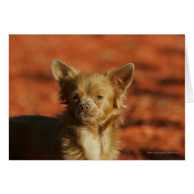 Chihuahua Puppy Headshot (Anverso (Horizontal))